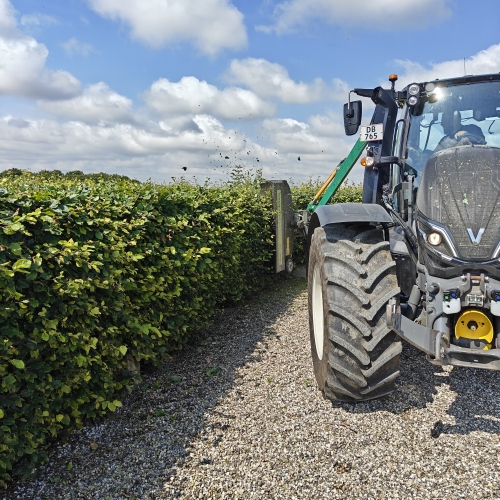 Klipning af hæk