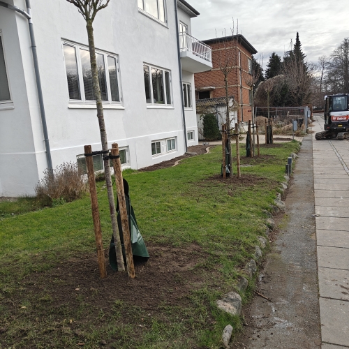 Beplantning af træer