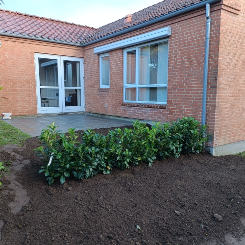 Hækplantning ved hus