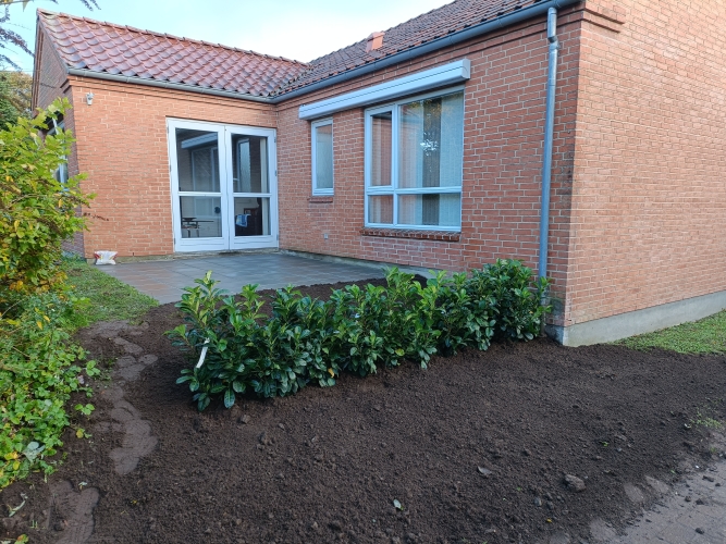 Hækplantning ved hus