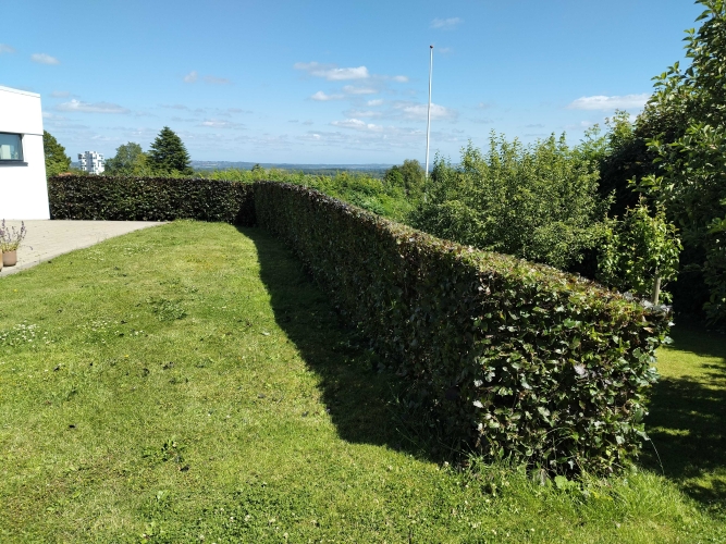 Hækklipning og havepleje