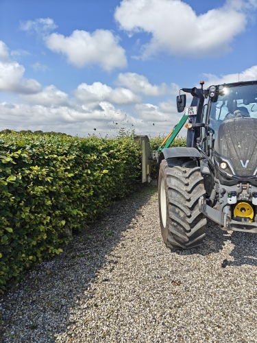 Klipning af hæk