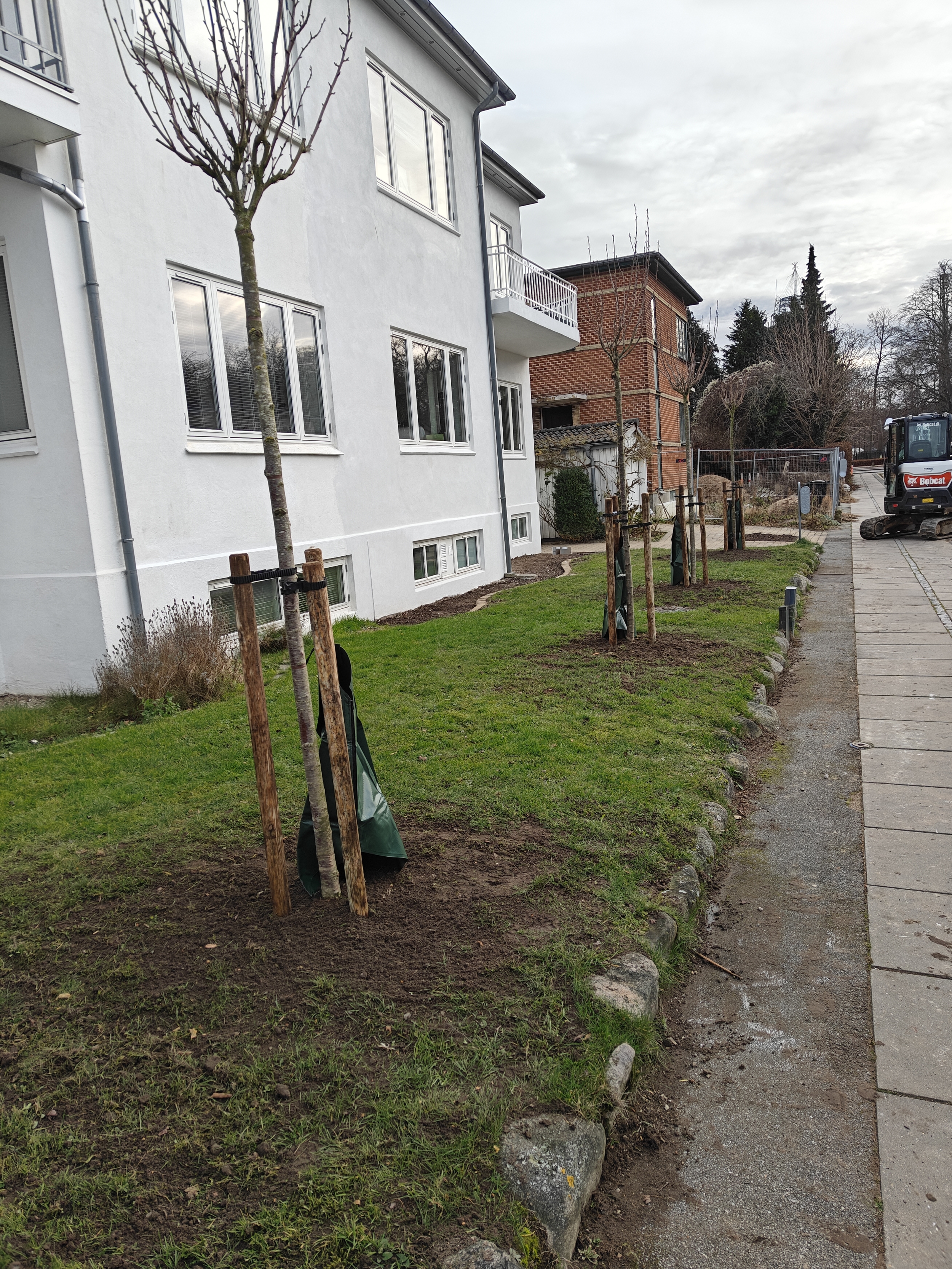 Beplantning af træer